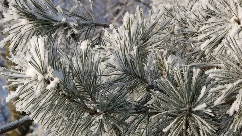 Closeup view of pine branches covered with hoar frost, 4K realtime video. Stock Footage 85045831