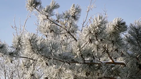 Closeup view of pine branches covered with hoar frost, 4K realtime video. Stock Footage 85045971