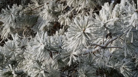 Closeup view of pine branches covered with hoar frost, 4K realtime video. Stock Footage 85046258