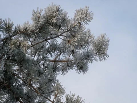 Closeup view of pine branches covered with hoar frost, 4K realtime video. Stock Footage 85046455