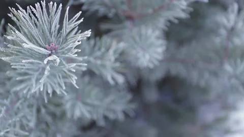 Closeup view of pine branches covered with hoarfrost. Twig of pine tree covered Stock Footage 131453534