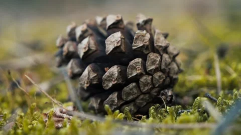 Closeup view of a pine cone resting on the forest floor during autumn Vidéo 287376513