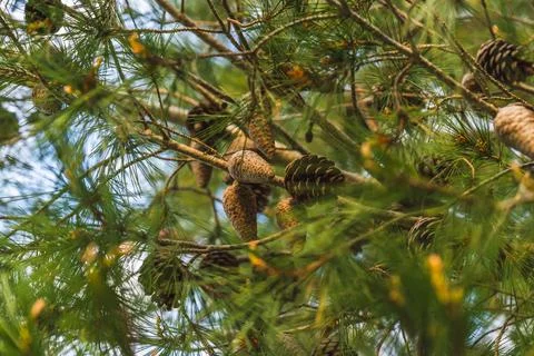 Closeup view of pine cones hanging on evergreen branches Stock-Fotos
