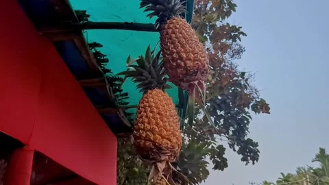 Closeup view of pineapples hanging outside fruit shop showing fresh tropica.. Stock Footage 335879563