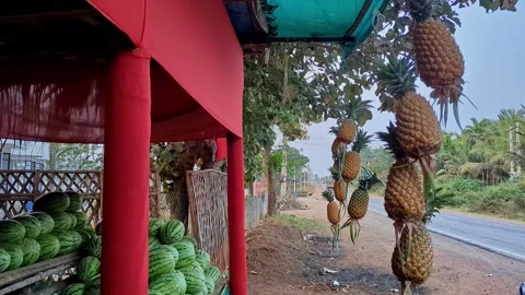 Closeup view of pineapples hanging outside fruit shop showing fresh tropica.. Stock Footage 335879576