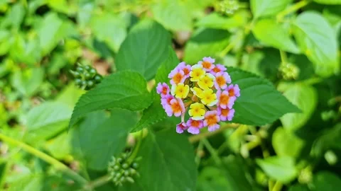 Closeup view of pink and yellow lantana camara flowers in vibrant garden bloo Vídeos de archivo 335649482