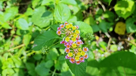 Closeup view of pink and yellow lantana camara flowers in vibrant garden bloo Stock Footage 335649509