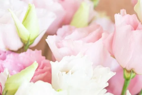 Closeup view of pink eustoma flowers. Stock Photos
