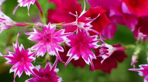 Closeup view of pink flowers Stock-Footage 64771878