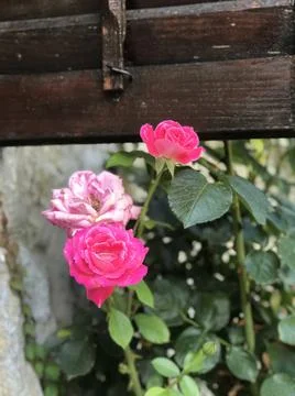 Closeup view of pink rustic stone roses with stone wall and open wooden window w Stock Photos