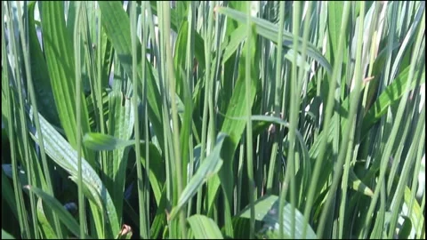 Closeup view of Plantago lanceolata Stock Footage 275886482