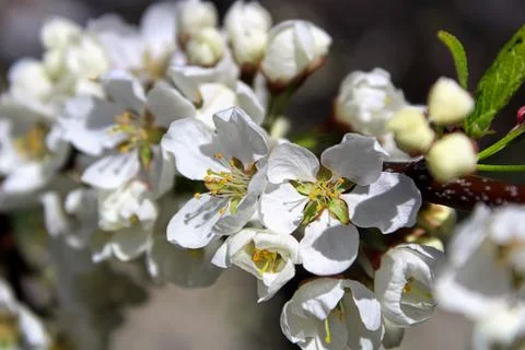 The closeup view of plum blossoms in the spring Stock Photos