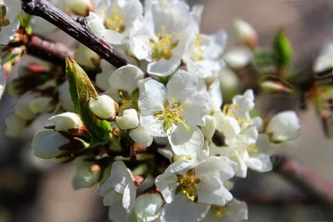 The closeup view of plum blossoms in the spring Stock Photos