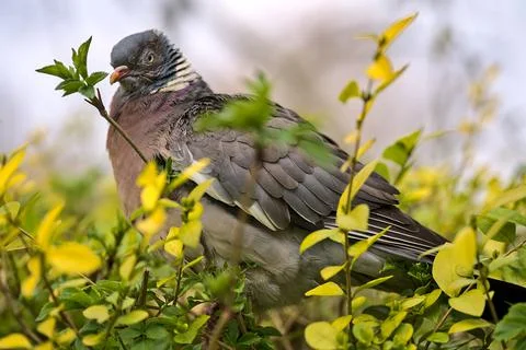Closeup view of poor common city feral pigeon (Columbidae) sitting on bush Stock Photos