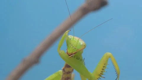 A CloseUp View of a Praying Mantis Captured in Its Natural Environment in Nature Stock Footage 318413720