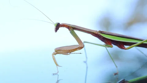 Closeup view of a praying mantis standing on the blurred blue background. The Stock Footage 319725546