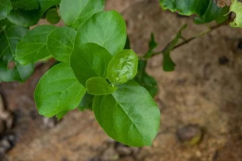 Closeup view of Premna leaves Stock Photos
