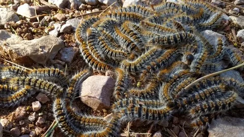 Closeup view of processionary caterpillar nest Video stock 82192967