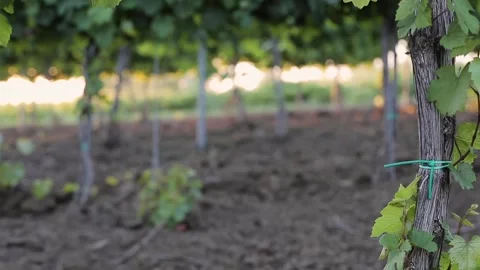 Closeup view of a prosperous vineyard. Stock Footage 132973245