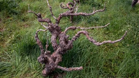 Closeup view of a pruned vine trunk. Details of an old trunk. Stock Photos