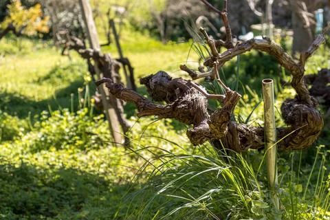 Closeup view of a pruned vine trunk Stock Photos