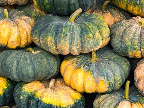 Closeup view of Pumpkins Stock Photos