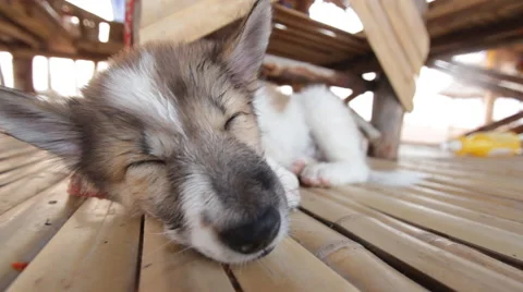 Closeup view of Puppy sleeping. Stock Footage 64647466