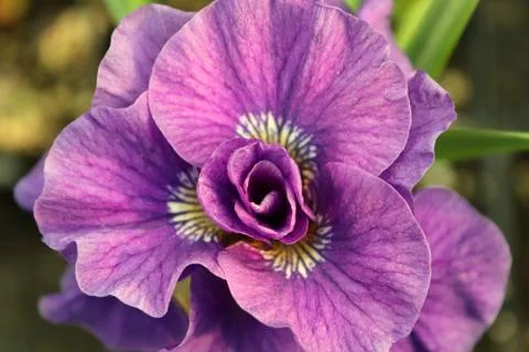 Closeup view of a purple iris flower Stock Photos