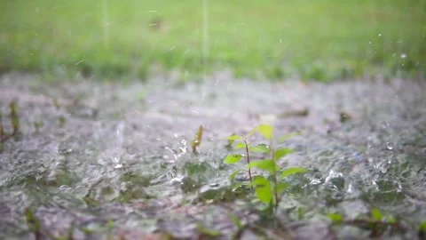 Closeup view of rain drops on the grass and plants Stock Footage 243473282