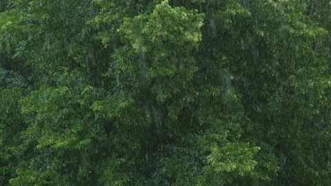 Closeup view of rain falling on green forest background Stock Footage 138993566
