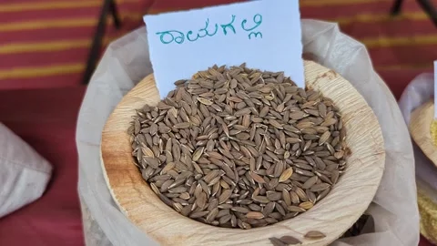 Closeup view of ramagalli rice displayed at krishi mela showcasing fine lon.. Vidéo 334553937