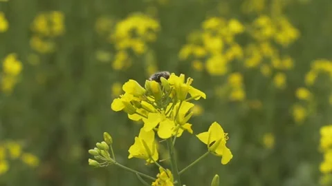 Closeup view of rapeseed. Stock Footage 132965918