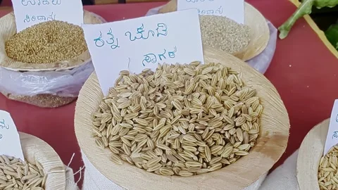 Closeup view of Ratna Chuda Sagara paddy displayed at krishi mela showcasin.. Vidéo 334553557