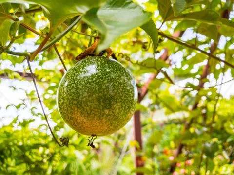 Closeup view of raw Passion Fruit with leafs Foto stock