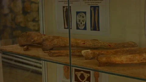 Closeup view of real human skull and bones in museum as were found during Stock Footage 160706817