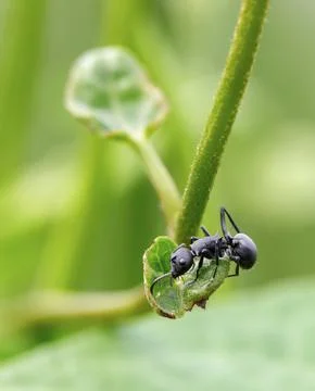 Closeup view of red ant. Stock Photos