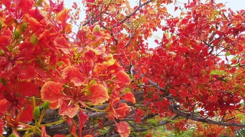 Closeup view of red flame tree flowers Stock Footage 127474711