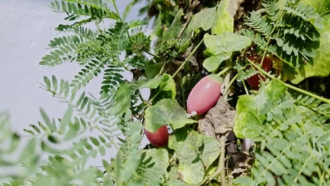 Closeup view of red ivy gourd fruit on plant showing ripe stage and texture Stock Footage 335879574