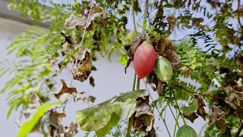 Closeup view of red ivy gourd fruit on plant showing ripe stage and texture Stock Footage 335879659