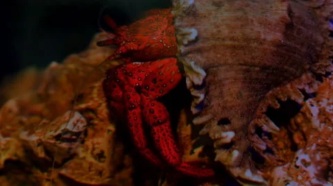 Closeup view to the red lobster in the shell Stock-Footage 59774972