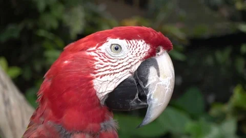 Closeup view of a red macaw parrot in ubud bird park. Stock Footage 104012863