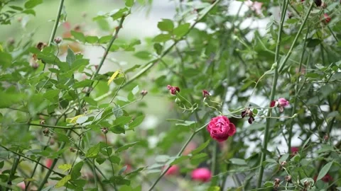 Closeup view of red rose flower Stock Footage 258312620