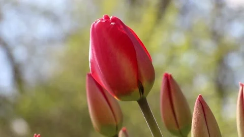 Closeup view of red unopened tulip flowers that slightly sway in the wind Stock Footage 154353818