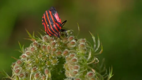 Closeup view of resting bug insect with red and black stripes,enjoying Stock Footage 137381495