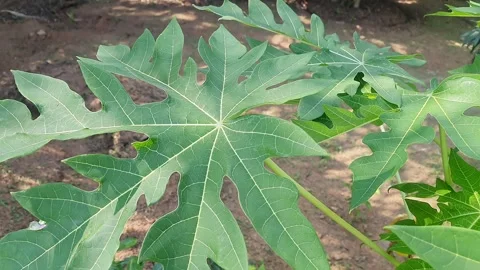 A closeup view Reveals Intricate Patterns on Fresh Green Papaya Leaves on t.. Video stock 323184367
