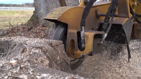Closeup view from right side of tree stump grinding with a yellow stump grinder Stock Footage 152418659