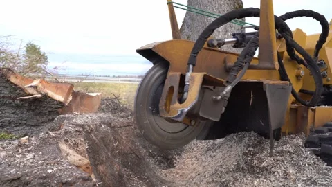 Closeup view from right side of tree stump grinding with a yellow stump grinder Stock Footage 152418662