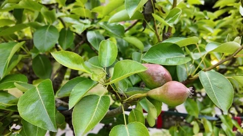 A closeup view of ripe and succulent pear fruits hanging on a vibrant green tree Stock Footage 311454367