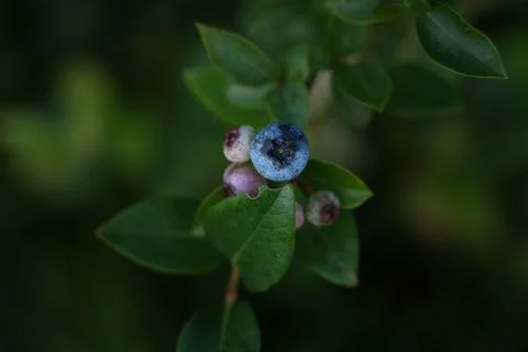 Closeup view of ripe berry basking in gentle morning illumination among vibrant Stock Photos