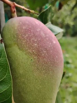 A closeup view of a ripening mango fruit with visible water droplets on its.. Fotos Stock